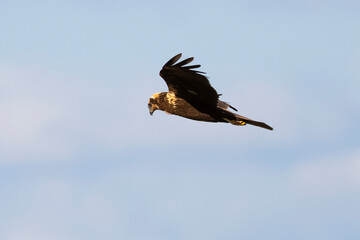 _DSC0602.NEF