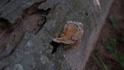 A Tail mushroom on an old wood