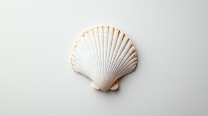White scallop shell resting on a smooth surface in soft lighting highlighting its natural textures and shapes