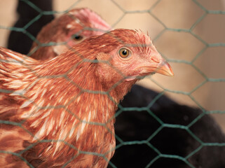 Domestic Chicken Behind Fence Portrait