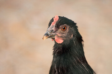 Backyard Egg Laying Chicken Portrait Sustainable Farming Homesteading