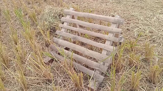 Traditional bamboo rack called dami or kaso, used for drying freshly harvested rice grains in the field. Commonly seen in rural areas after harvest season.