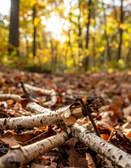 Dry birch twigs with peeling bark scattered on leaf litter in a sunlit deciduous forest