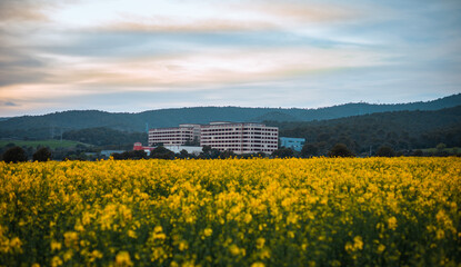 Vast yellow rapeseed field stretches towards distant modern buildings nestled against rolling green hills under a dramatic evening sky