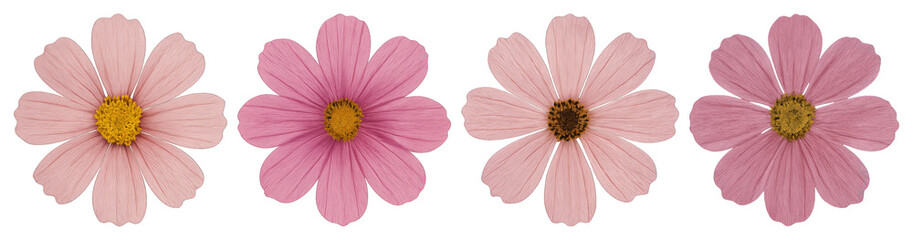 Fototapeta premium PNG Four pink cosmos flowers aligned, element set on transparent background