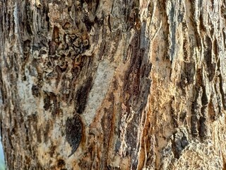 Close-up of Rough Tree Bark Texture