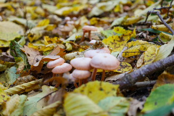 An evocative low-angle shot showcasing a cluster of delicate mushrooms pushing through a carpet of vibrant autumn leaves.