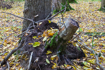 ​A striking autumn landscape featuring a large tree stump and exposed roots covered in moss, nestled against the trunk of a living tree amidst a carpet of fallen yellow and brown leaves.