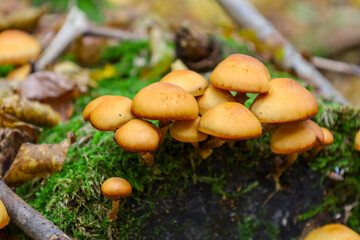 ​A cluster of bright orange mushrooms with rounded caps grows densely on a mossy, green-covered log or stump on the forest floor.