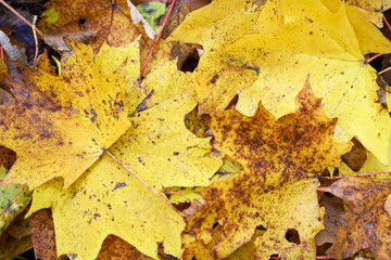 A close-up shot features a rich carpet of yellow maple leaves, with brown spots and veins, covering the forest floor.