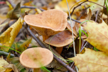 ​A cluster of brown-orange mushrooms is growing among fallen yellow and brown autumn leaves on the forest floor, with some thin grass stems poking through the foliage.