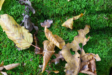 Obraz premium ​A close-up shot showcases the contrast between bright green, dense moss and fallen yellow-brown autumn leaves on a forest log or ground.