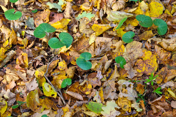 Against a carpet of yellow and brown fallen autumn leaves on the forest floor, scattered bright green, heart-shaped leaves are growing.