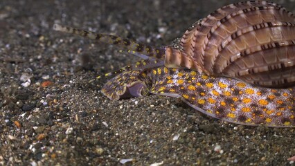 sea urchin on the beach