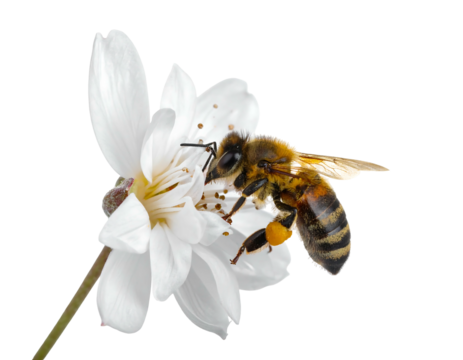 A bee collecting pollen from a delicate white flower against a dark, isolated background