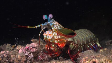 octopus in the sea