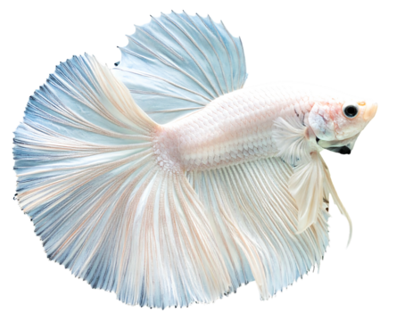 A beautiful, iridescent betta fish with long, flowing fins, isolated against a black background, swimming right