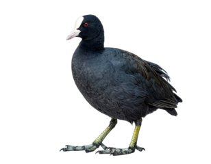 A dark-feathered bird stands with bright yellow feet, striking white forehead patch, and piercing red eye