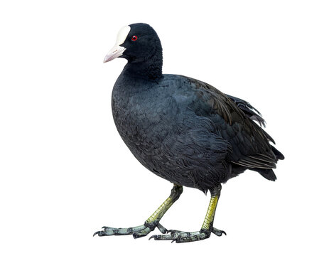 A dark-feathered bird stands with bright yellow feet, striking white forehead patch, and piercing red eye