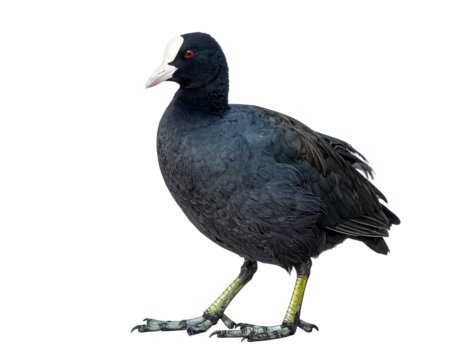 A dark-feathered bird stands with bright yellow feet, striking white forehead patch, and piercing red eye