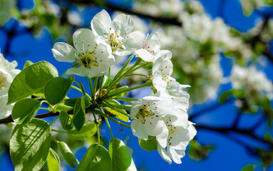 White pear flowers against the sky