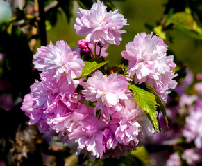 Beautiful pink cherry blossom, Sakura flowers branch