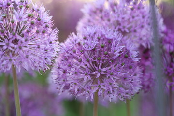 Blooming velvet violet allium flowers and yarrow on evening day in the garden .Selective focus .