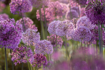 Blooming velvet violet allium flowers and yarrow on evening day in the garden .Selective focus .