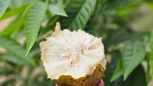 Fresh Custard Apple ready to eat. a ripe soursop fruit (Annona muricata) cut open to show white soft flesh and seeds, hanging