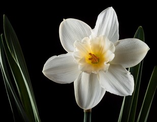 a banner showing a single white daffodil on black background © Carlene