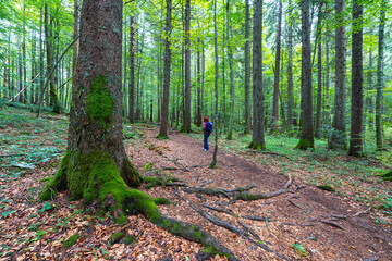 Hiker walking through Apuseni forest