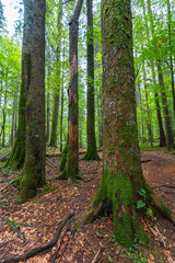 Fototapeta premium Forest trail through Apuseni woods