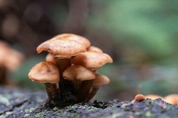 Honey fungus cluster on stump