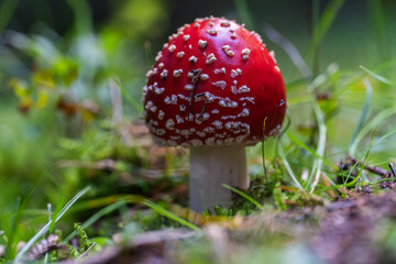 Fly agaric mushroom among grass