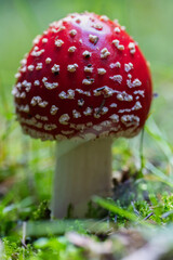 Fly agaric mushroom among grass