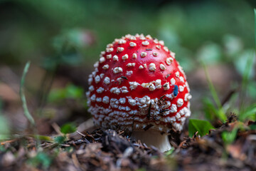 Fly agaric mushroom among grass