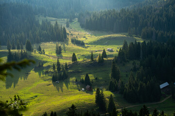 Sunlit meadows in Padiș valley