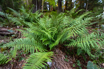 Fern growing in forest