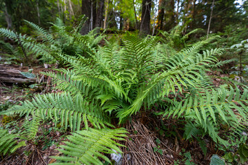 Fern growing in forest