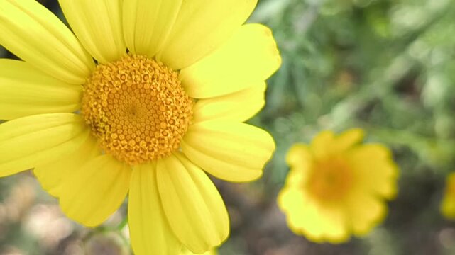 Yellow flower swaying in the air
