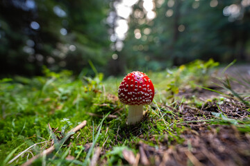 Fly agaric mushroom among grass