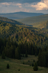 Sunlit meadows in Padiș valley