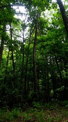 Fototapeta premium Forest with dense canopy blocking most light, creating a dark green interior with minimal ground vegetation