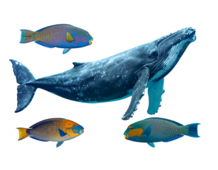 A large gray whale swims amid a group of colorful parrotfish, isolated against a black background