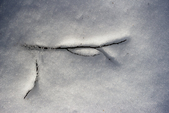 A delicate branch peeks from melting snow, revealing a glimpse of the changing season. Winter's grip loosens, hint of spring