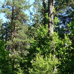 Fototapeta premium Forest with mixed coniferous and deciduous trees in early summer, showing green canopy and dappled sunlight