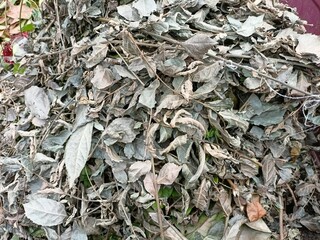 Pile of Dry Brown Leaves and Twigs on the Ground