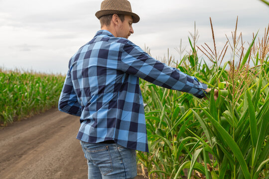 Farmer check the growth of the corn plants and compare it with the crop data in the tablet.