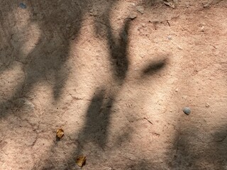 Top view of dry land, a shadow of the tree on the ground and a copy space for your text.