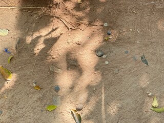 Top view of dry land, a shadow of the tree on the ground and a copy space for your text.